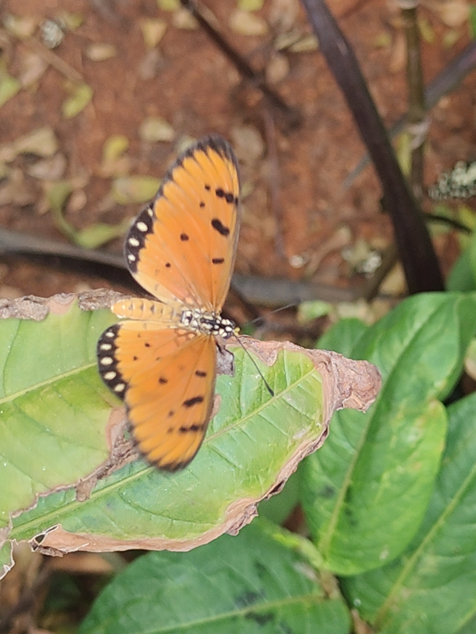 Tawny Coster