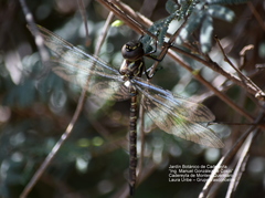 Rhionaeschna psilus