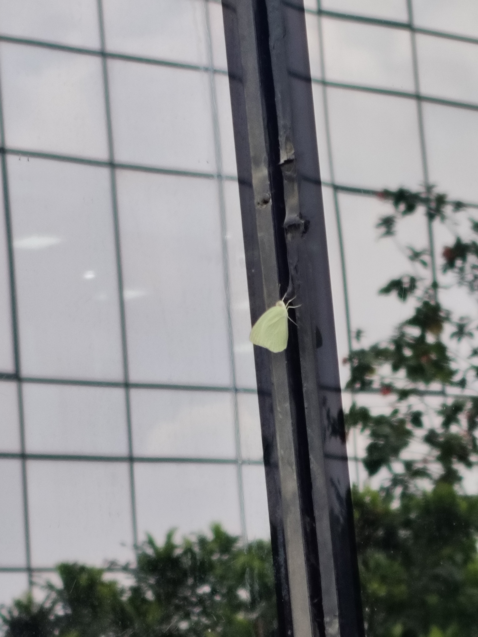 Mottled Emigrant