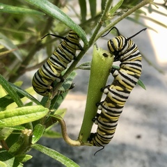 Danaus plexippus