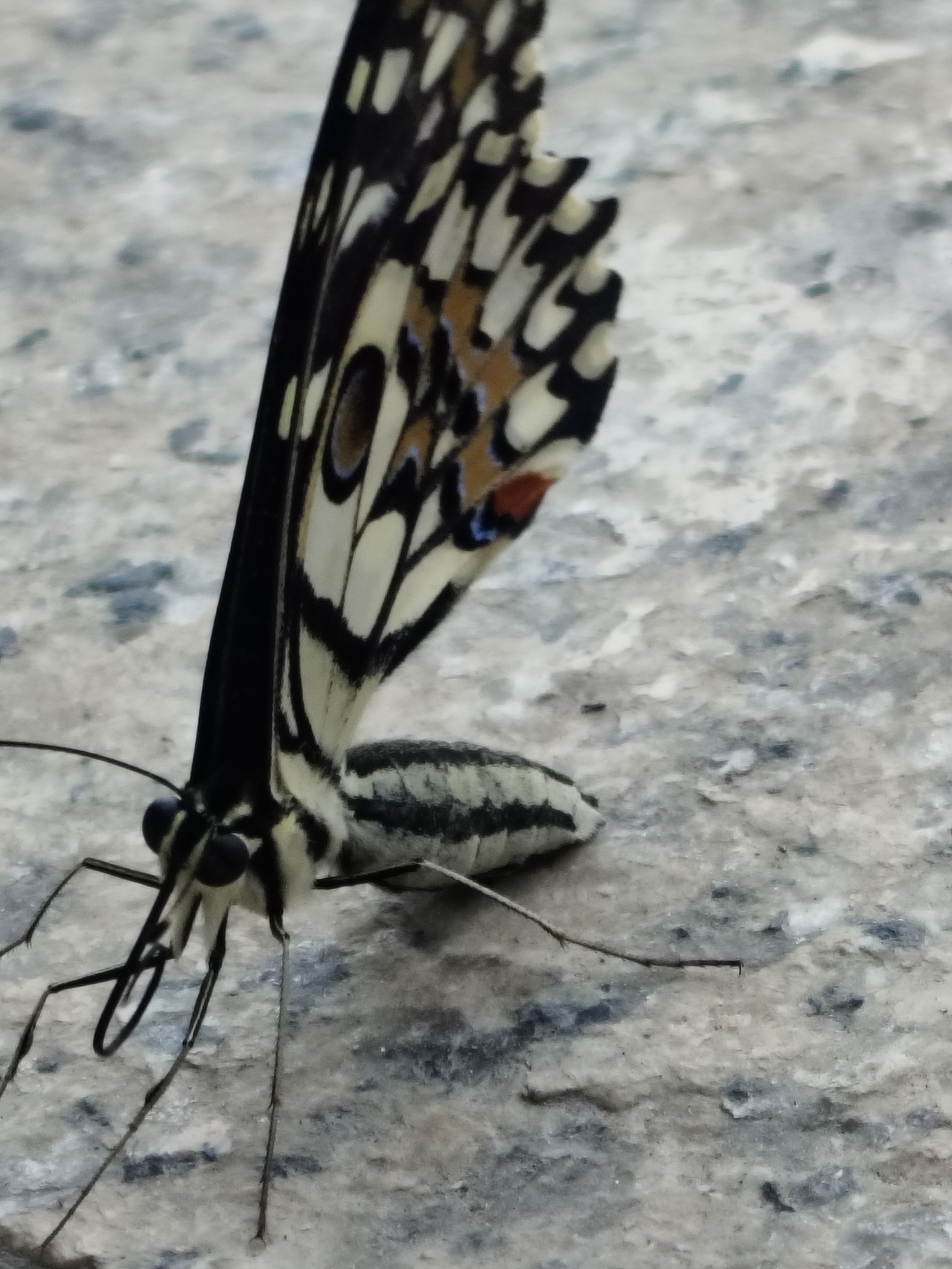 Lime Swallowtail