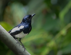 Philippine Magpie-Robin photo 2