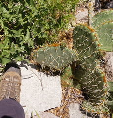 Opuntia arizonica