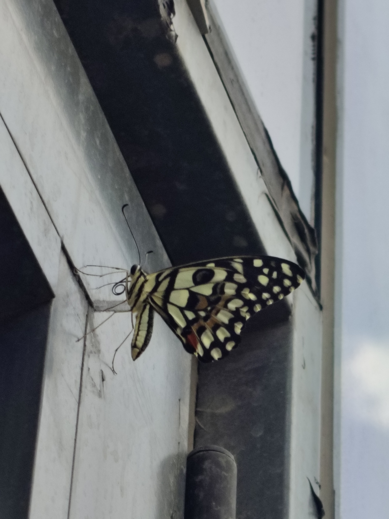 Lime Swallowtail