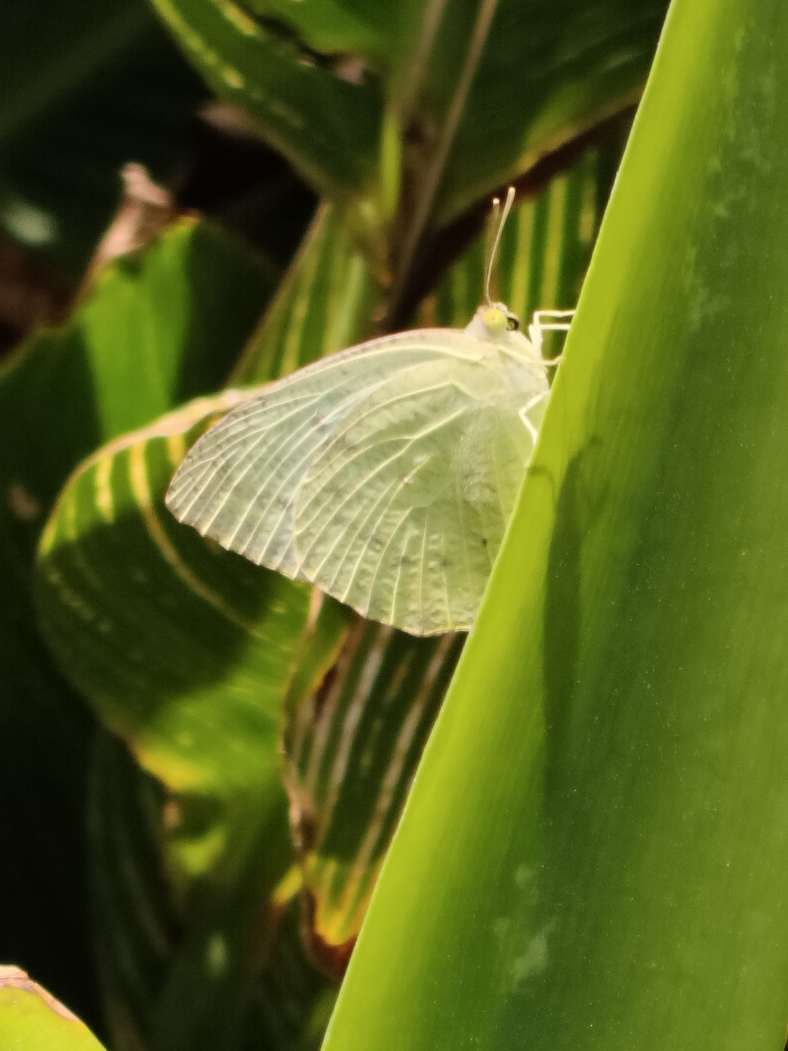 Mottled Emigrant