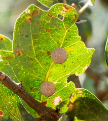Cynips multipunctata