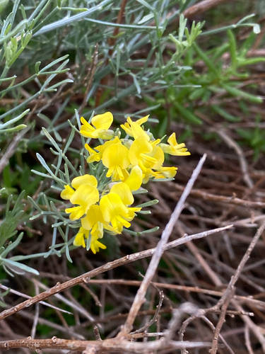 Namaqua Gannabush (Calobota angustifolia)