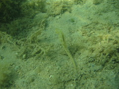 Hippocampus guttulatus