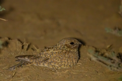 Golden Nightjar photo 3