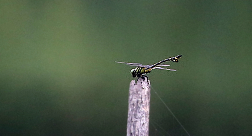 Golden Flangetail