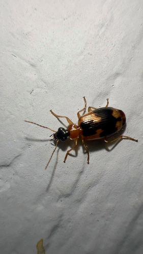 Ringed Harp Ground Beetle photo 4