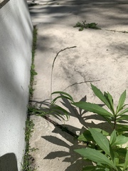 Muhlenbergia mexicana