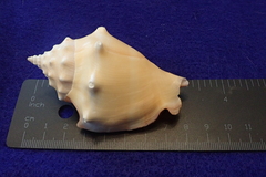 Strombus pugilis