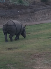 Rhinocerotidae