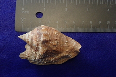 Lobatus raninus