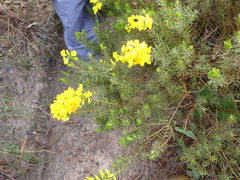 Cyclopia genistoides