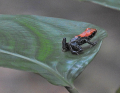 Ranitomeya reticulata