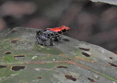 Ranitomeya reticulata