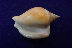 Laevistrombus canarium