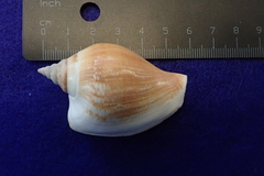 Laevistrombus canarium