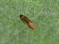 Opomyza petrei