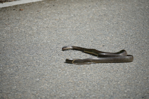Oriental Rat Snake