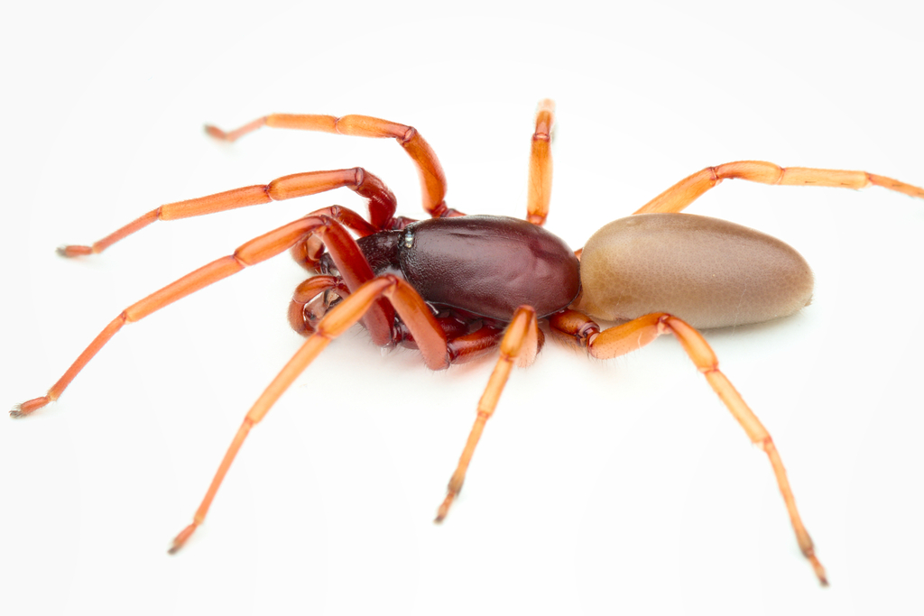 Dysdera corallina