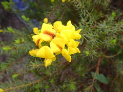 Cyclopia genistoides