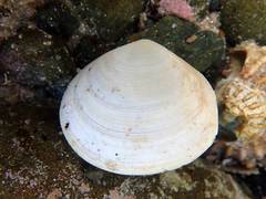 Pseudarcopagia disculus