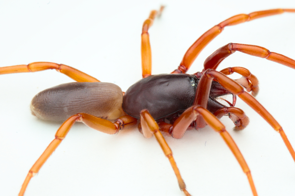 Dysdera catalonica