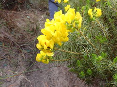 Cyclopia genistoides
