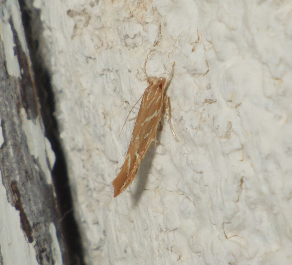 Pyroderces argyrogrammos