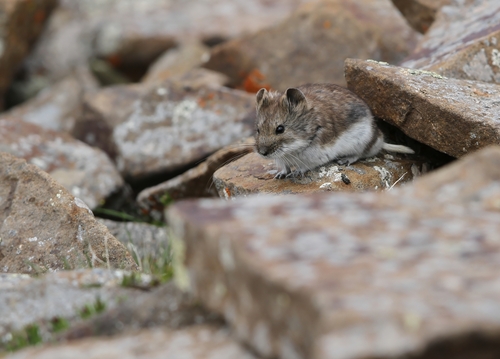 Dwarf Hamsters