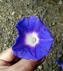 Ipomoea laeta