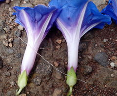 Ipomoea laeta