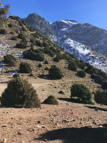 Juniperus thurifera image