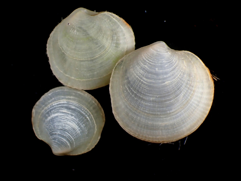 Indoaustriella