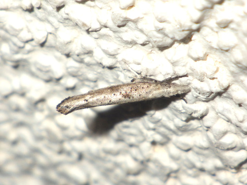 Paradoxus osyridellus