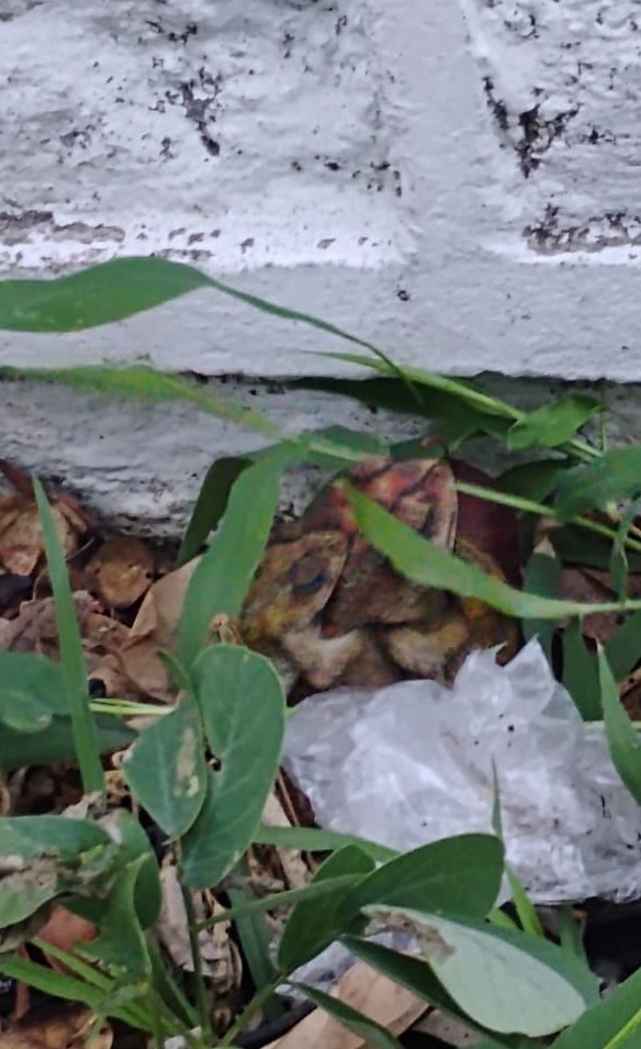 Indian Common True Toad