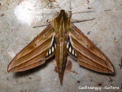 Xylophanes aristor