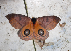 Automeris abdominalis