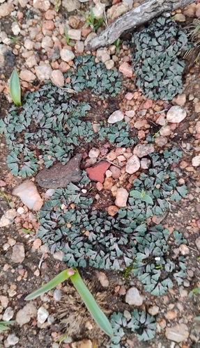 Nama Crystalwort (Riccia okahandjana)