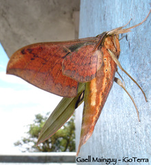 Xylophanes huloti
