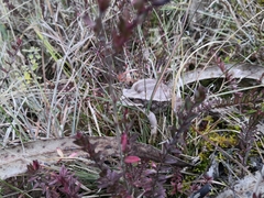 Gastrotheca pseustes