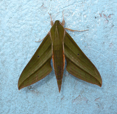 Xylophanes huloti