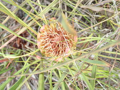 Protea angustata
