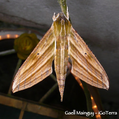 Xylophanes crotonis