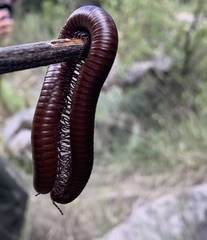 Orthoporus