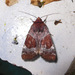 Hampsonodes mastoides - Photo (c) Gaell Mainguy, algunos derechos reservados (CC BY-NC-ND), uploaded by Gaell Mainguy