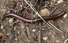 Orthoporus